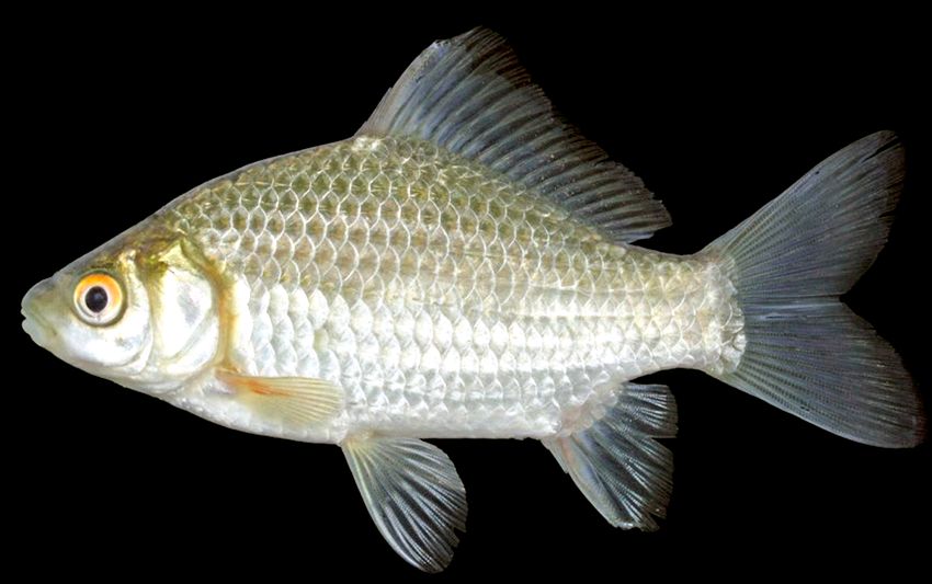 Carassius auratus_008.jpg